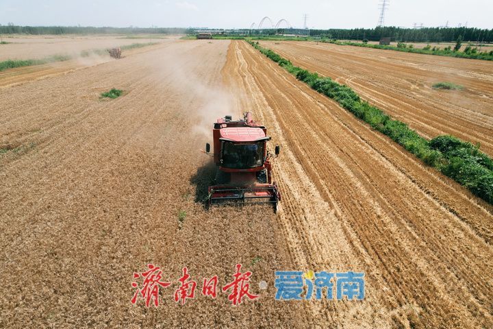 黄河畔夏收忙 济南343万亩小麦迎丰收