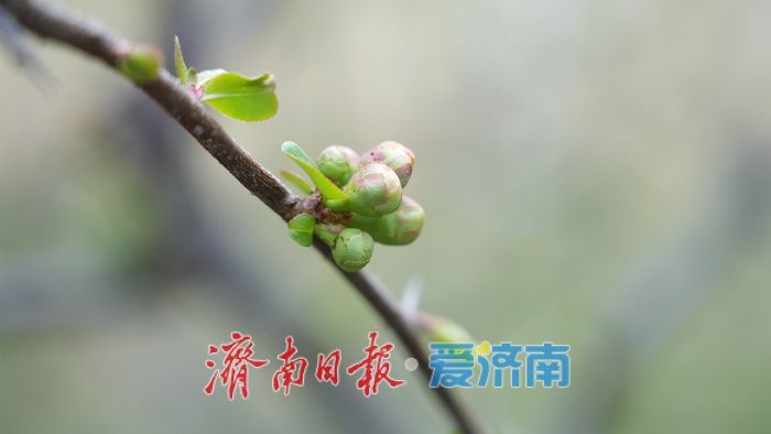 济南百花公园贴梗海棠“绽放”春意