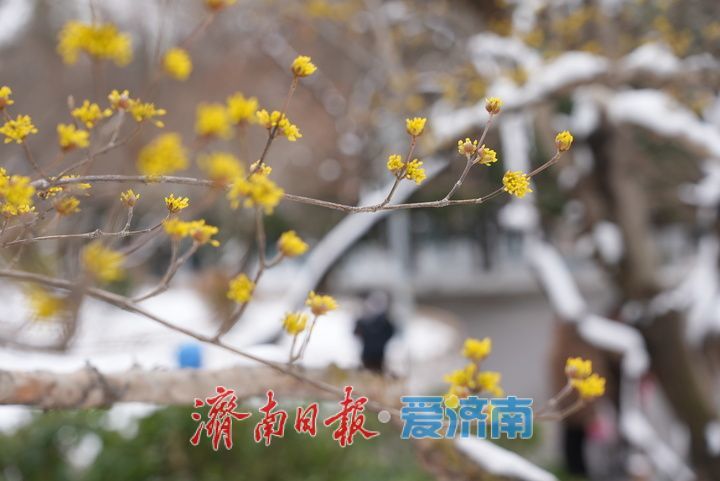 山茱萸盛放，金色“烟花”香气四溢