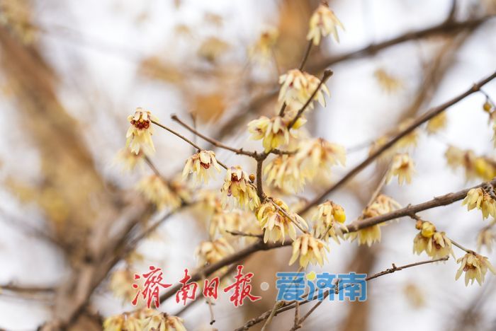 泉城年味气氛组已就位，是“蛇”候过年啦！