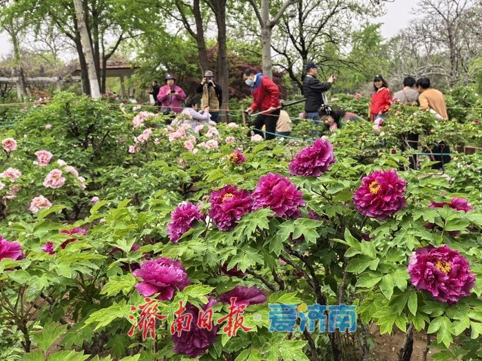 一年四季 泉在济南丨雨润牡丹绽芳容
