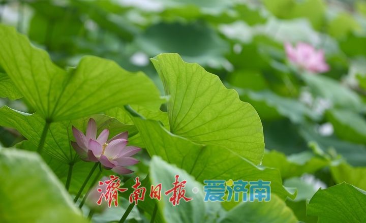 一年四季 泉在济南丨大明湖荷花盛开 游客纷至沓来打卡赏景