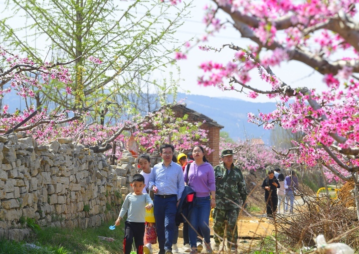 满树粉黛迷人眼，济南现实版“桃花源”等你来打卡