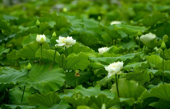 夏日明湖，荷你藕遇——济南第38届荷花艺术节盛大启幕