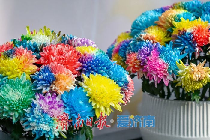 亮点纷呈 体验升级 第46届趵突泉金秋菊展今起开展