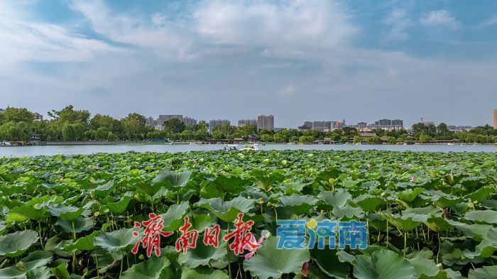 一年四季 泉在济南丨大明湖秋日荷塘：藏着泉城的专属诗意 