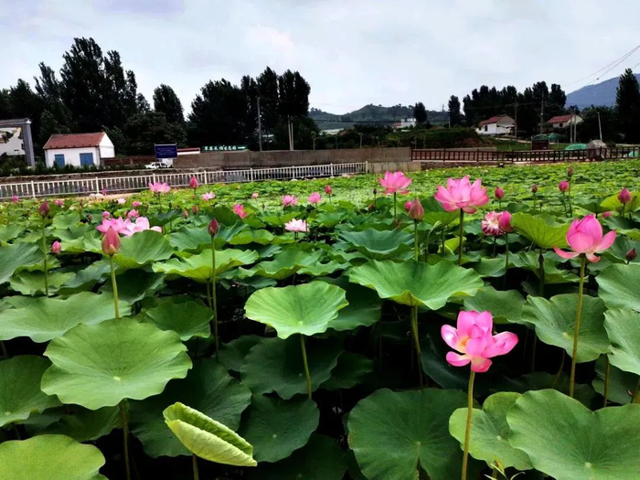 赏荷纳凉正当时！跟着赏荷地图走起