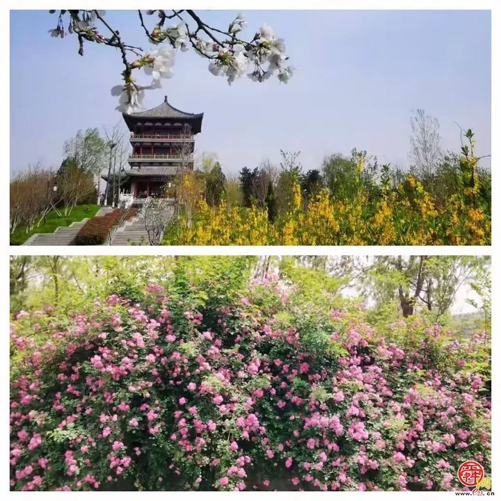 “马”上开花！章丘城区公园赏花地图出炉，开启春日好时光！