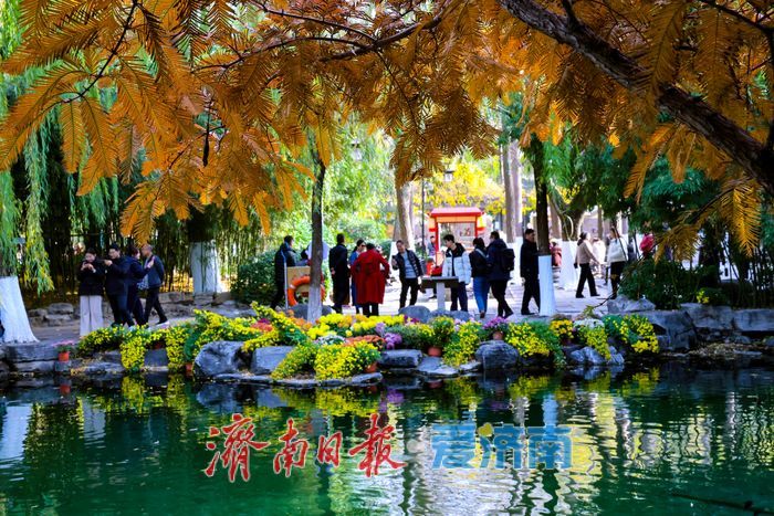 一年四季 泉在济南丨菊韵映泉 趵突泉初冬景致引客来