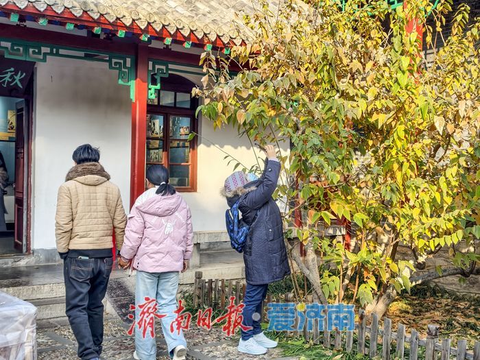 一年四季 泉在济南丨冬日“香氛”已剧透！趵突泉沧园蜡梅含苞待放