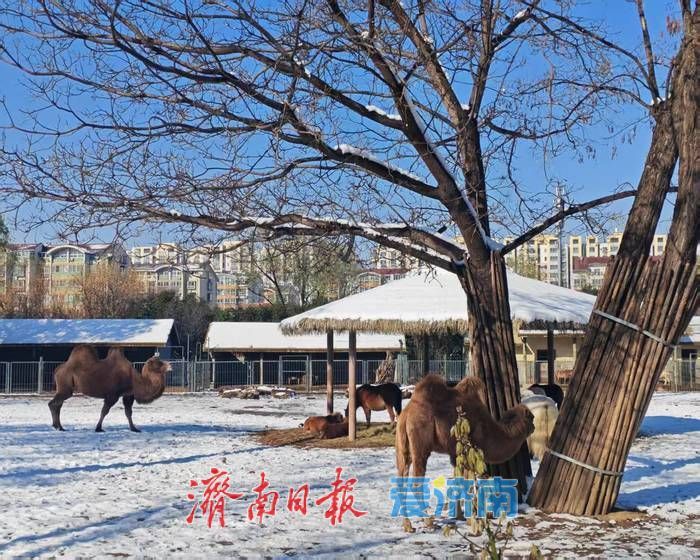 银装素裹 笑语满园——雪后济南动物园变身童趣天地