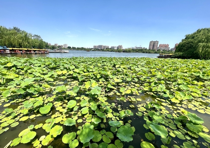 济南：绿柳迎风 红荷出水