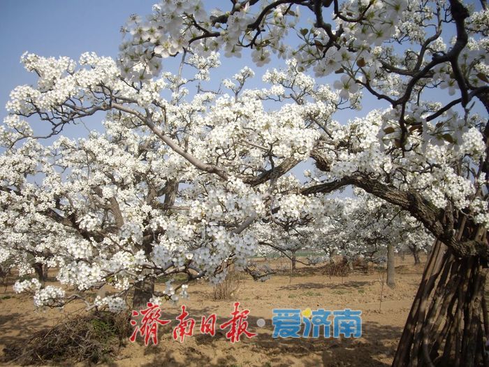 春日暖阳，带你奔赴浪漫花约，济南市特色林果赏花攻略来啦→