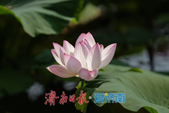 泉城荷韵盛放时，泉城公园荷花迎来最佳观赏期