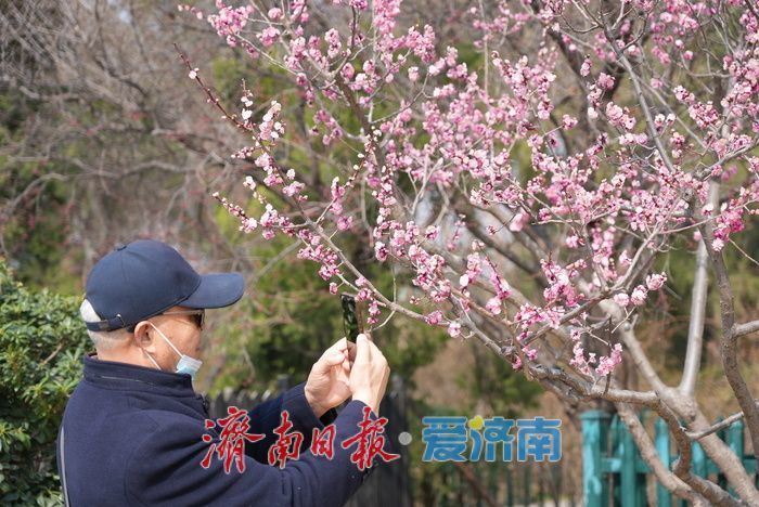 济南大明湖畔玉兰花红梅竞放 春日盛景引游客打卡