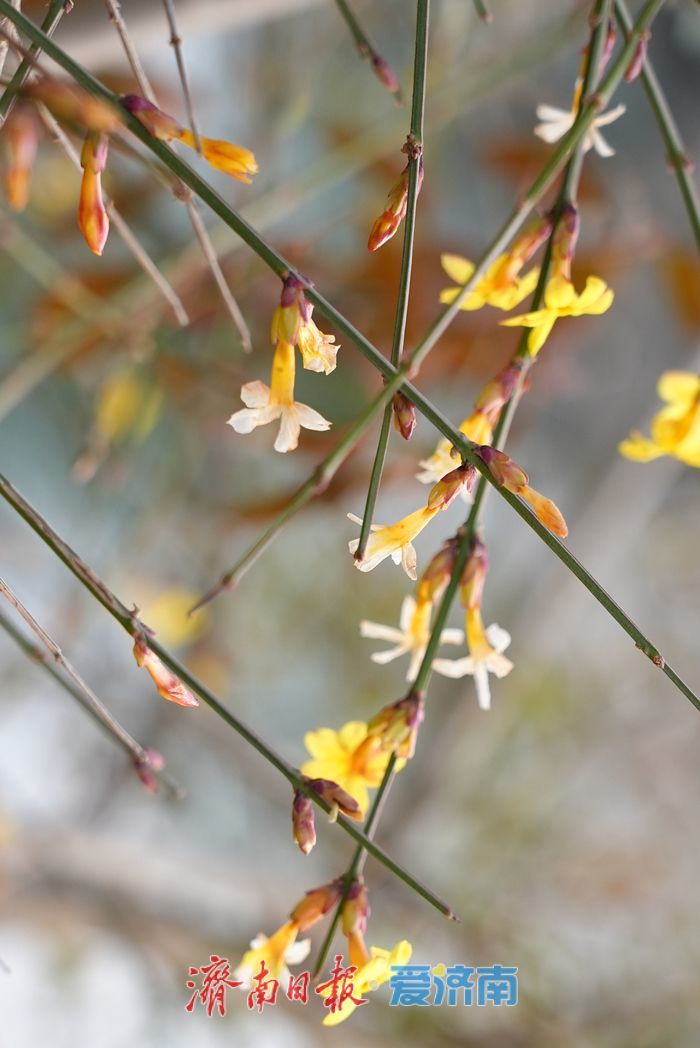 一年四季 泉在济南丨立春至，泉城迎春花初绽报春