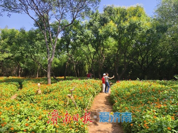 千佛山新增两处花海