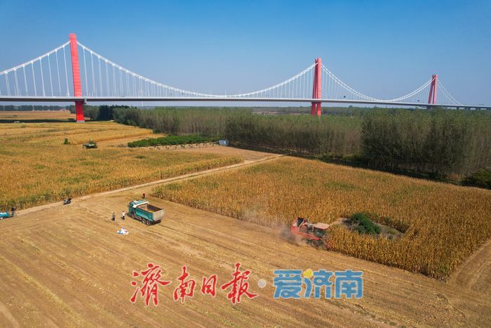 济南黄河北岸玉米收割正酣 金秋田野迎丰收