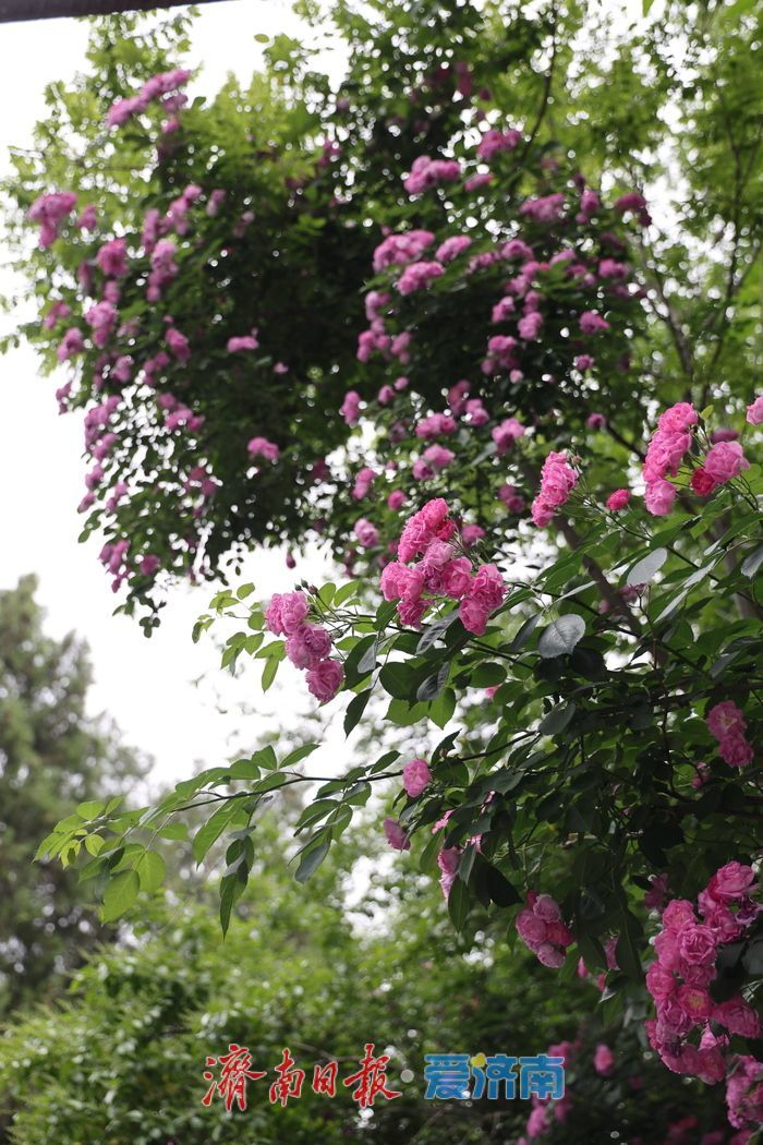 千佛山蔷薇花带扮靓登山路 “花漾”景致引游客驻足流连