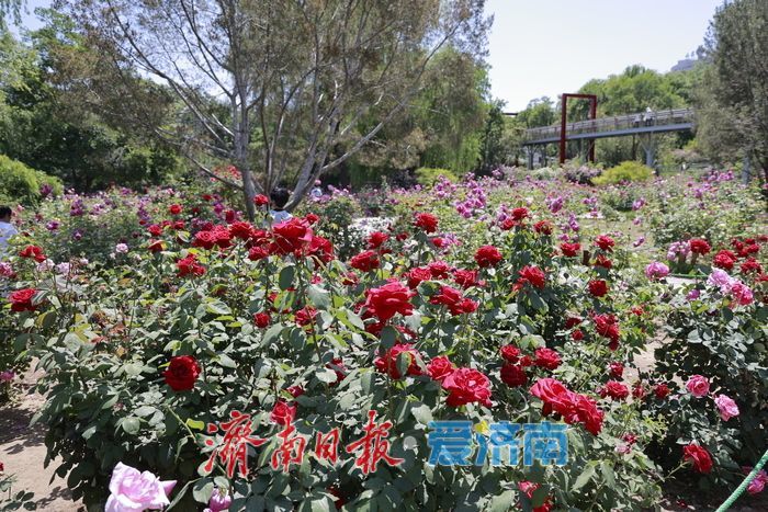 一年四季 泉在济南丨初夏赴花约 泉城公园花海醉游人