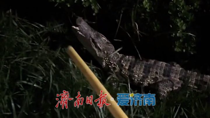 济南一公园惊现鳄鱼出没 消防员紧急处置