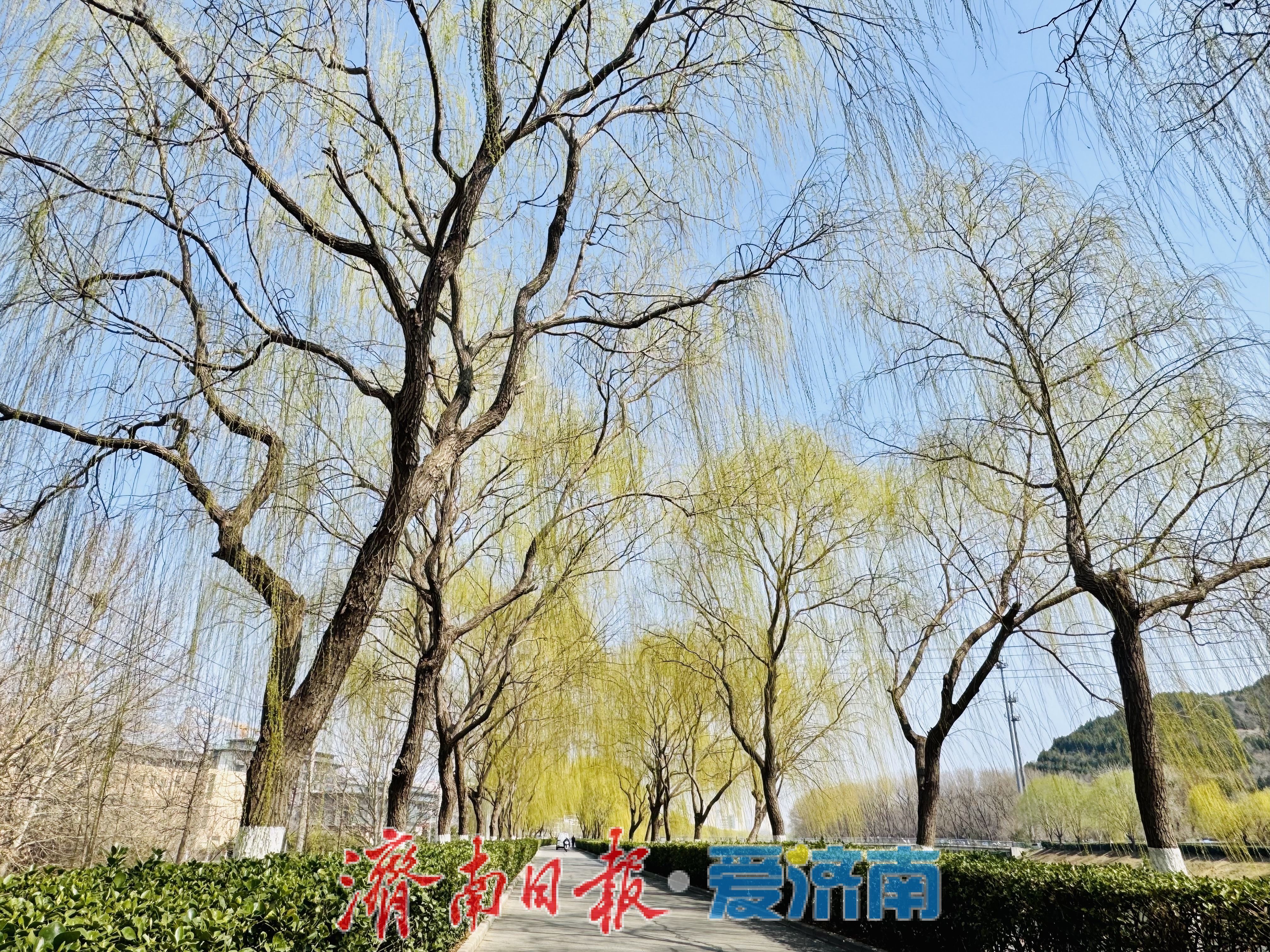一年四季 泉在济南丨柳染廊道春意浓 安澜北路绘新景