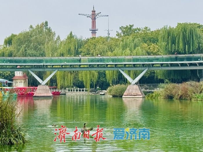 湖映秋色 水鸟翩跹 泉城公园秋日如画