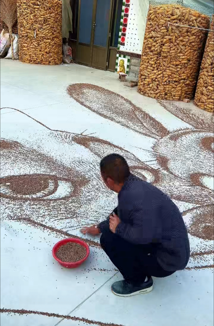 黑小麦拼出“朱迪”“尼克”，滨州33岁农民创作6小时，获得5000余万播放量