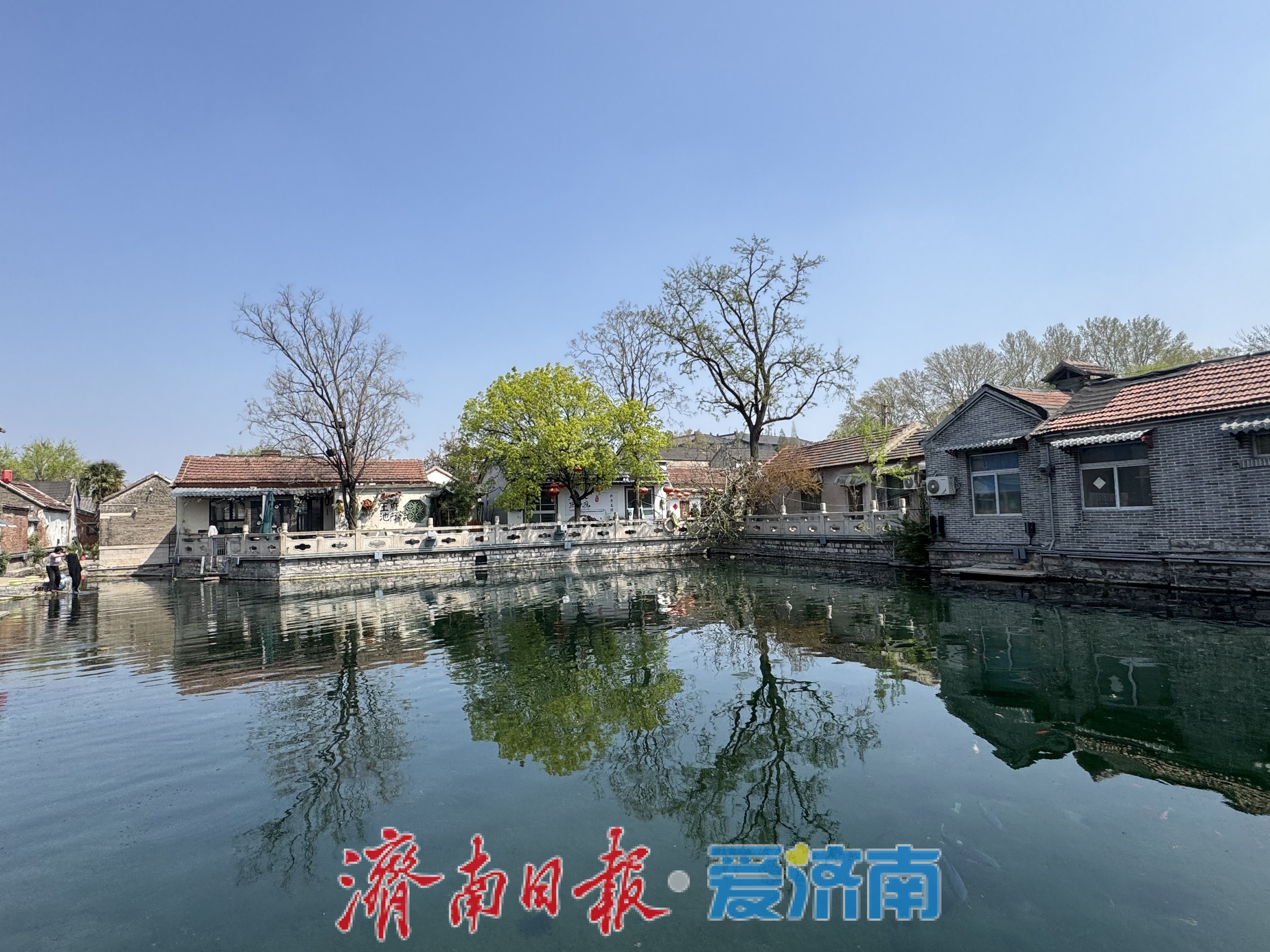 雨后泉城添诗意 王府池子春光入画来