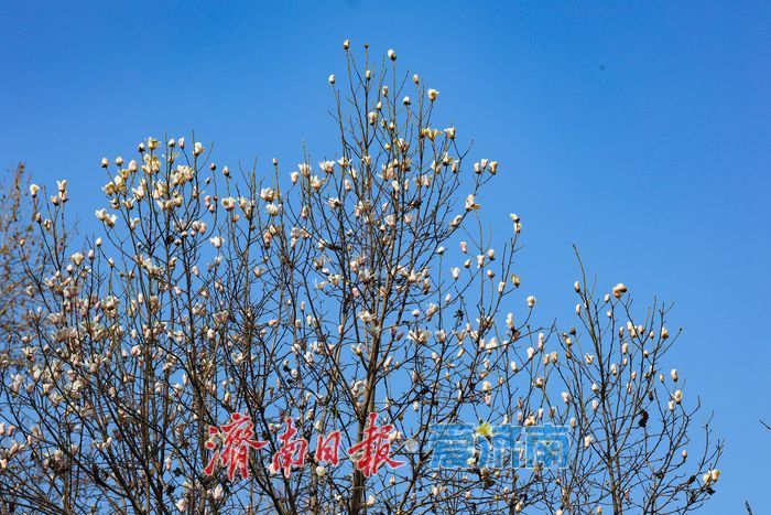一年四季 泉在济南丨玉兰初绽报春归 百花公园奏响春日序曲
