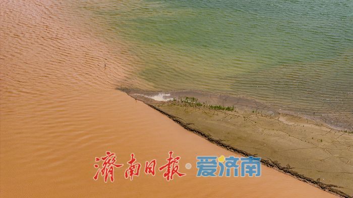 一年四季 泉在济南丨鹭鸟翩跹，玉清湖沉沙池成鹭鸟乐园