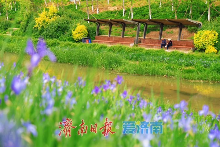 细雨润街巷 泉城雨后步步皆景