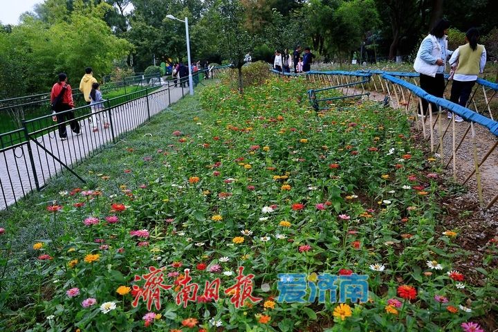 邂逅百日菊花海 解锁泉城晚秋浪漫