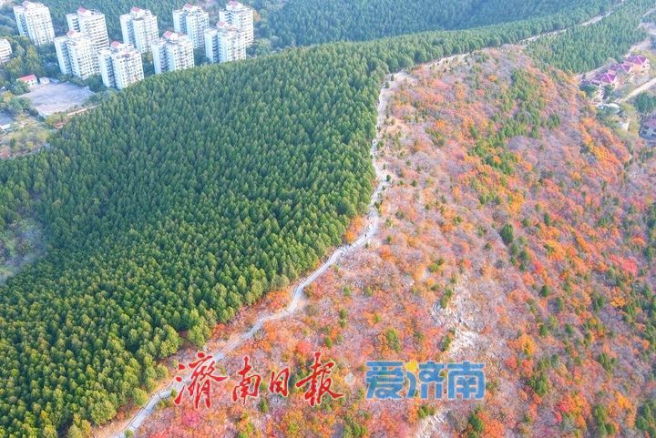 济南“鸳鸯锅”渐入佳境，蝎子山将迎赏红叶最佳时节