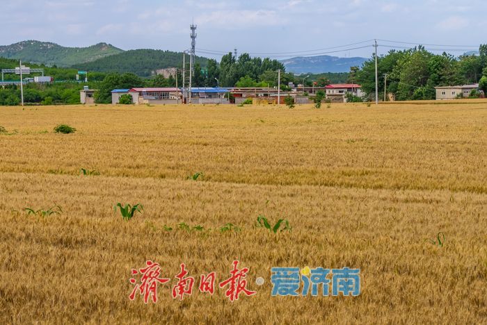 金色麦浪迎丰收