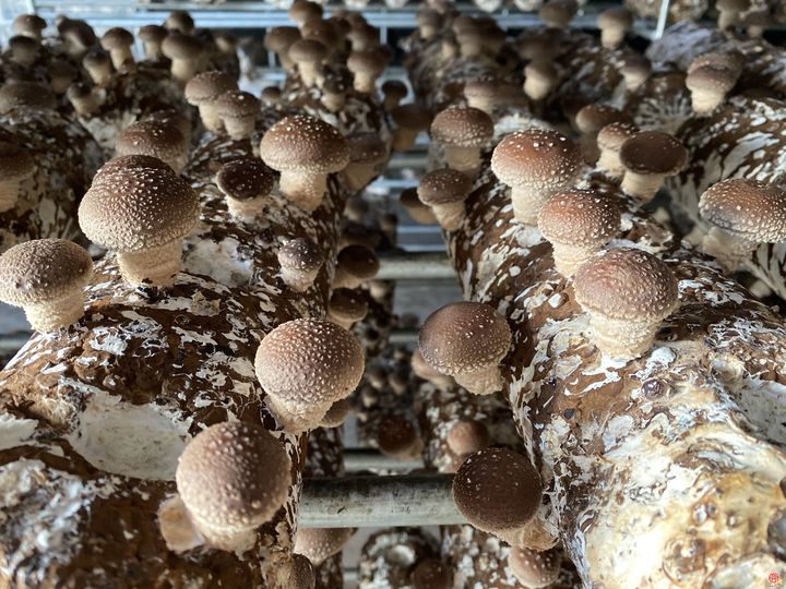 “云话山东”走进青岛 