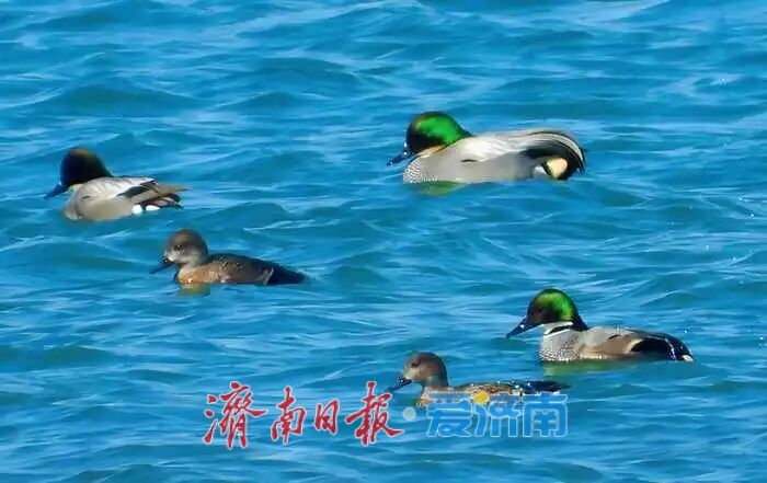 国家重要湿地白云湖的逆袭路