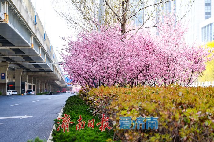 美人梅绽放济南街头，绘就春日浪漫盛景