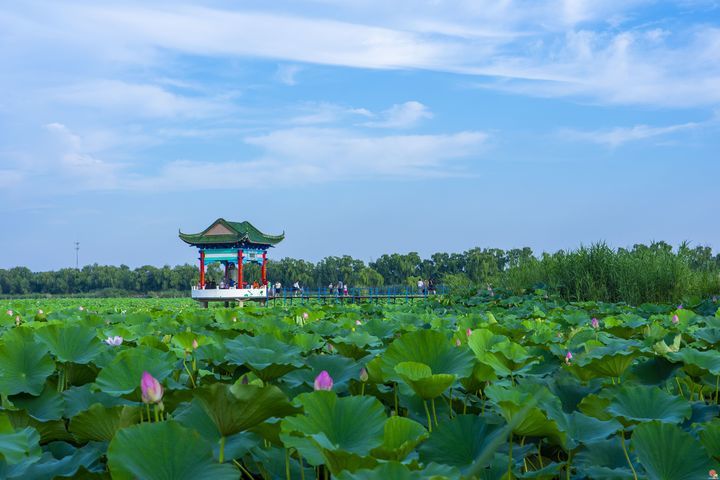 水乡有荷香 风华正当时  2026年白云湖生态文化旅游季盛大开幕
