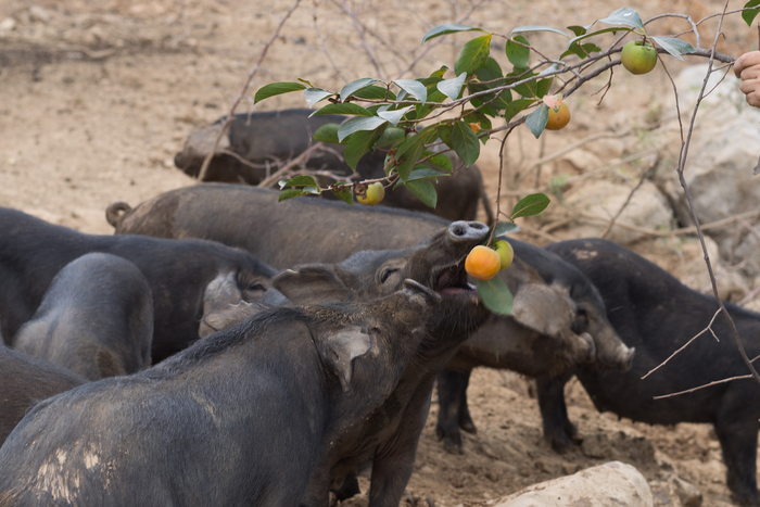 记录物种超两千种，发现濒危植物8种！济南千佛山—龙洞生物多样性调查成果丰硕