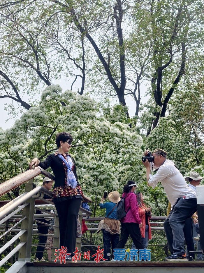 一年四季 泉在济南｜泉城公园流苏盛放，风过枝头满是温柔