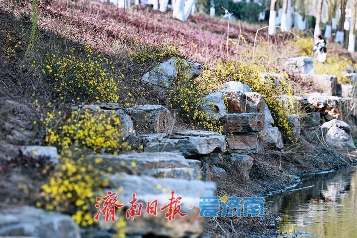 一年四季 泉在济南丨迎春花开报春早 泉城处处漾生机