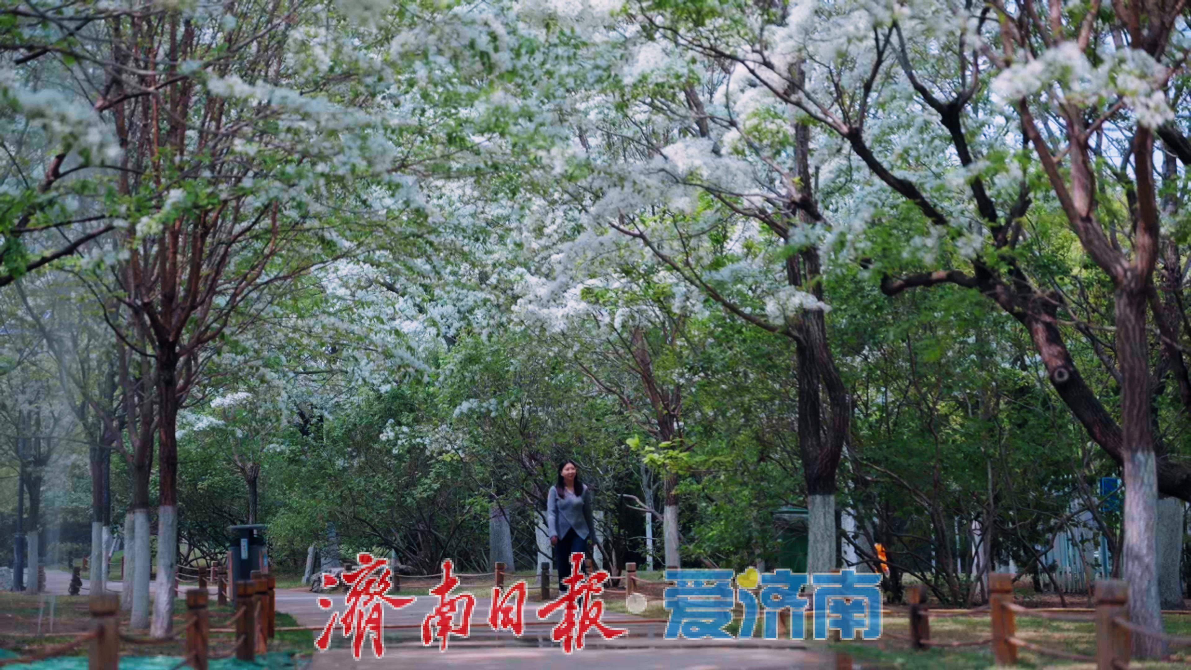 济南植物园春日限定“顶流”出道！快来一键收藏打卡攻略