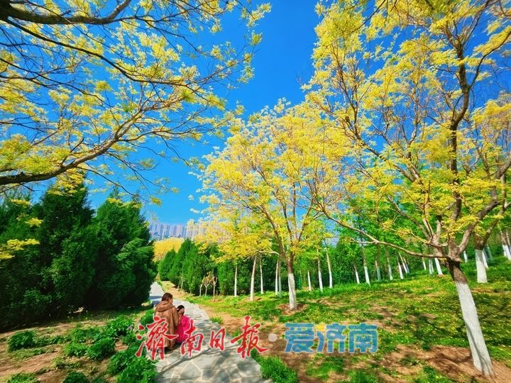 金枝映翠 古韵添彩 卧牛山地质公园金枝国槐绘就春日生态画卷