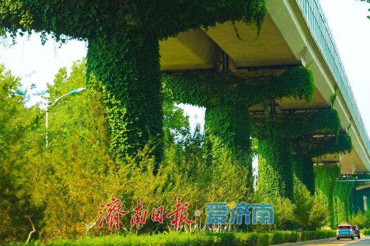 翠蔓缠桥墩 济南地铁1号线织就城市空中绿廊