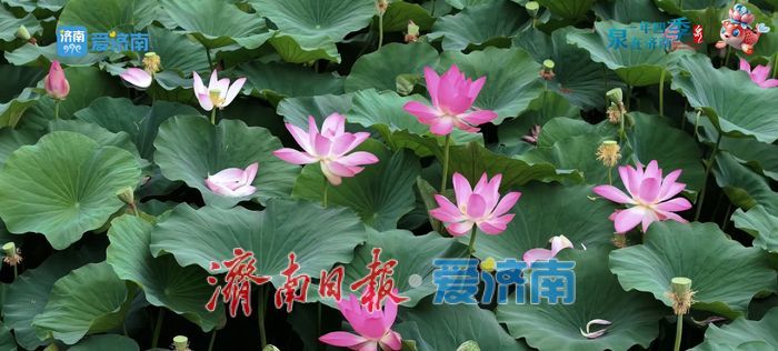 不花一分钱！济南这些绝美赏荷地，错过等一年！