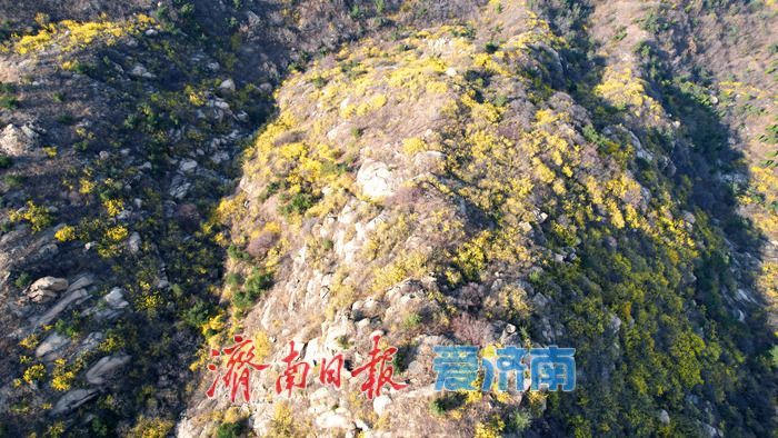 连翘“染金”！济南莱芜莲花山漫山铺金美如画