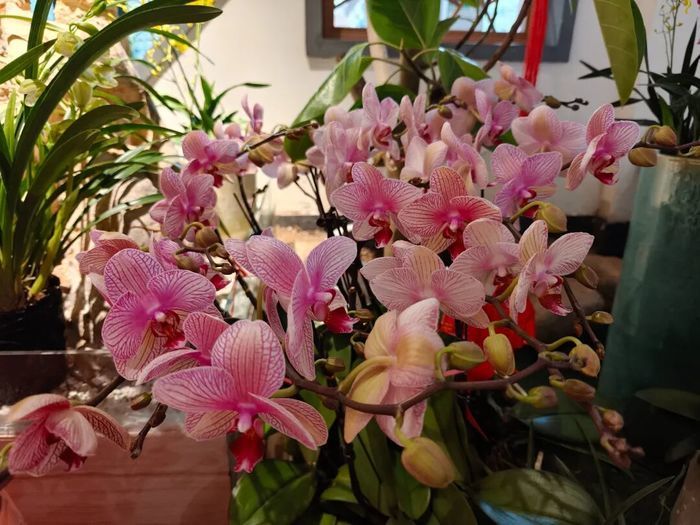 赏花购年货一站式解锁，济南公园里的新春盛典来啦