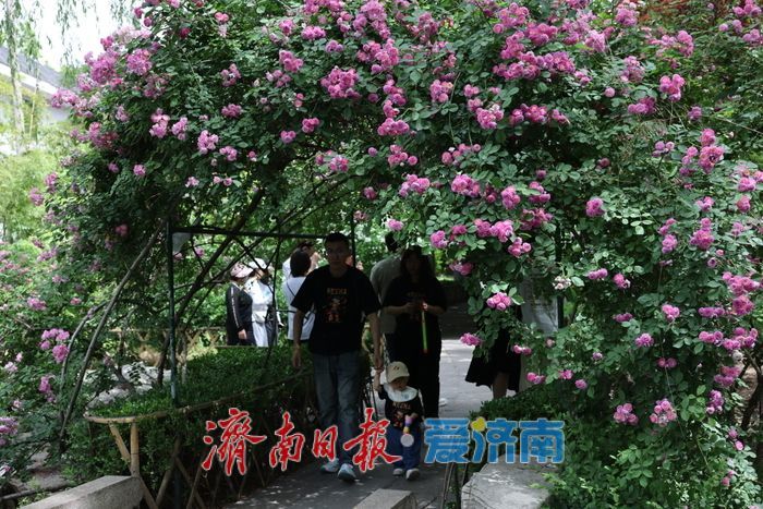 一年四季 泉在济南｜五龙潭公园蔷薇盛放惹人醉