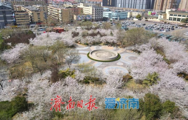 滨湖广场樱花盛放，成春日热门打卡点